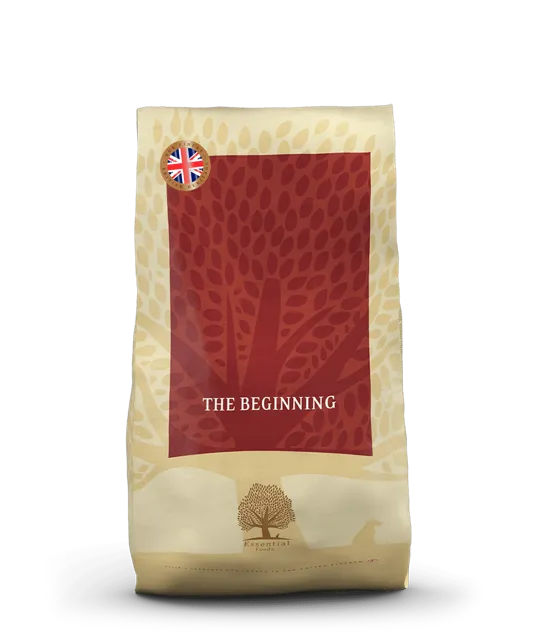 Essential The Beginning – —