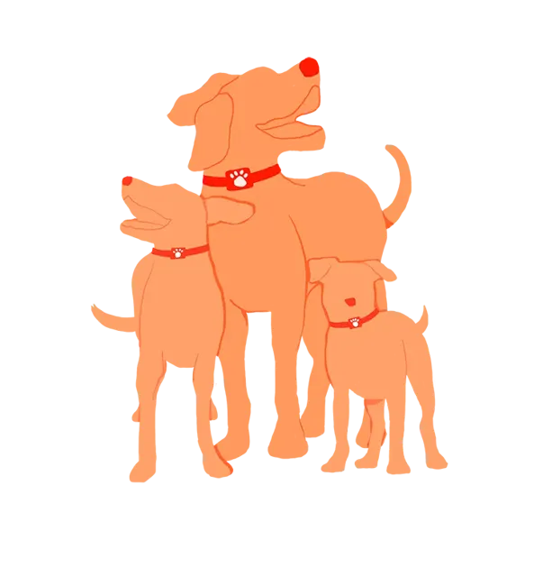 PitPat Puppy Dry – —